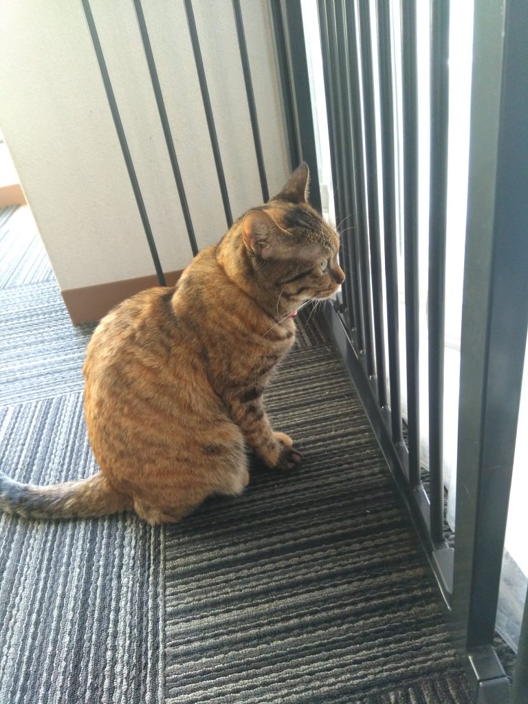 ねこカフェ